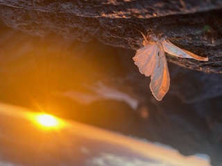 Butterfly at golden sunrise